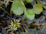 Hydrocotyle umbellata L.