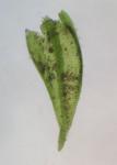 Hygroamblystegium varium (Hedw.) Mönkemeyer ssp. varium var. varium