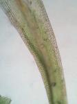Hymenostylium recurvirostrum (Hedw.) Dixon var. recurvirostrum