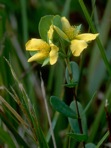 Hypericum crux-andreae (L.) Crantz