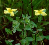 Hypericum crux-andreae (L.) Crantz