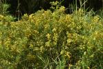 Hypericum galioides Lamarck