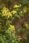 Hypericum galioides Lamarck