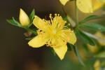 Hypericum galioides Lamarck