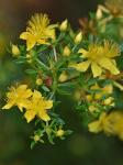 Hypericum galioides Lamarck