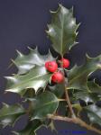 Ilex aquifolium L.