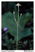 Ionactis linariifolia (L.) Greene