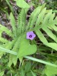 Ipomoea triloba L.