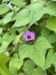 Ipomoea triloba L.