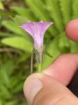 Ipomoea triloba L.