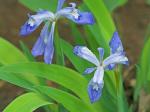Iris cristata Solander ex Aiton