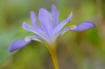 Iris cristata Solander ex Aiton