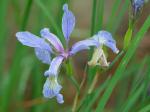 Iris prismatica Pursh