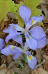 Iris verna L. var. smalliana Fernald ex M.E. Edwards