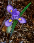Iris verna L.