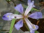 Iris virginica L.