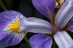 Iris virginica L.