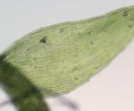 Isopterygiopsis pulchella (Hedw.) Z. Iwats.