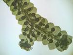 Jubula pennsylvanica (Stephani) A. Evans ssp. pennsylvanica