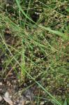 Juncus diffusissimus Buckl.