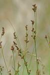 Juncus gerardii Loisel.