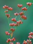 Juncus marginatus Rostk.