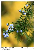 Juniperus virginiana L. var. virginiana