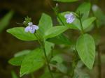 Justicia ovata (Walter) Lindau var. ovata