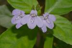 Justicia ovata (Walter) Lindau var. ovata