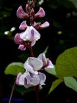 Lablab purpureus (L.) Sweet