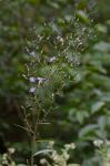 Lactuca floridana (L.) Gaertn.