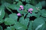 Lamium maculatum L.