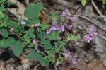 Lespedeza frutescens (L.) Ell.