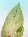 Leucodon julaceus (Hedw.) Sull.