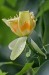 Liriodendron tulipifera L.
