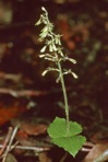 Neottia smallii (Wieg.) Szlachetko