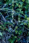 Lobelia spicata Lam. var. scaposa McVaugh