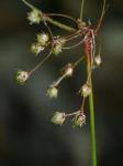 Luzula acuminata Raf. var. carolinae (S. Wats.) Fern.