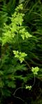 Lygodium japonicum (Thunb.) Swartz