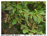 Lyonia ligustrina (L.) DC. var. ligustrina