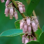 Lyonia lucida (Lam.) K. Koch
