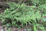 Macrothelypteris torresiana (Gaud.) Ching