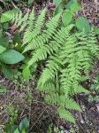Macrothelypteris torresiana (Gaud.) Ching