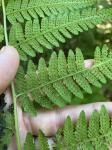 Macrothelypteris torresiana (Gaud.) Ching
