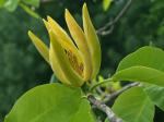 Magnolia acuminata (L.) L.