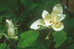 Magnolia macrophylla Michx.
