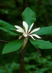 Magnolia tripetala (L.) L.