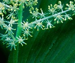 Maianthemum racemosum (L.) Link