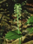 Malaxis unifolia Michaux