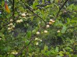 Malus angustifolia (Aiton) Michx.